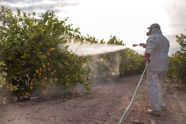Wasp Removal Services in Napavine, WA