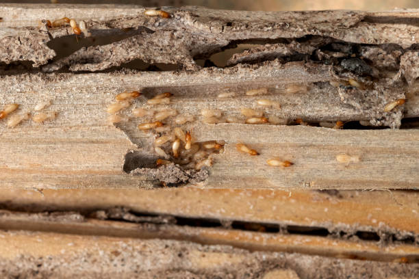  Napavine, WA Pest Control Pros