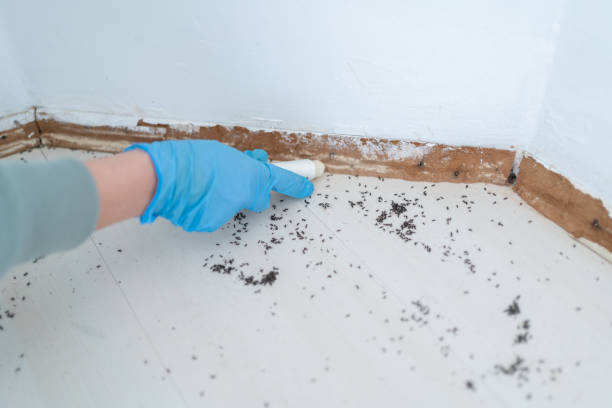 Best Affordable Pest Control Services  in Napavine, WA